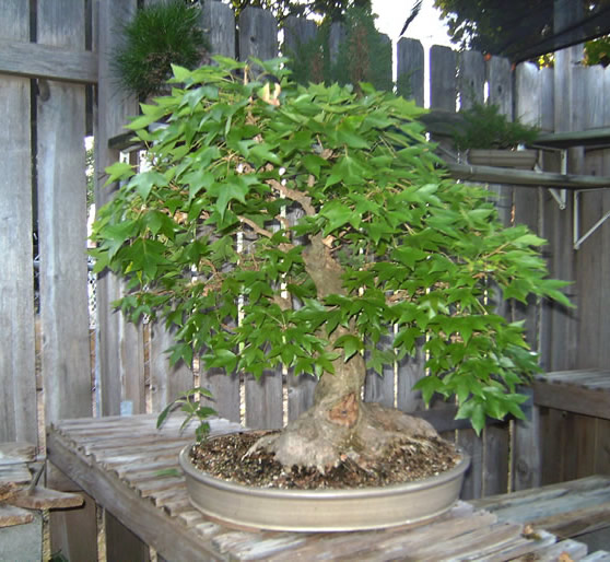 Trident Maple