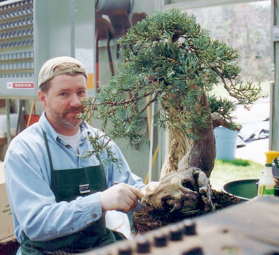 Andy Rutledge working on a Sierra juniper