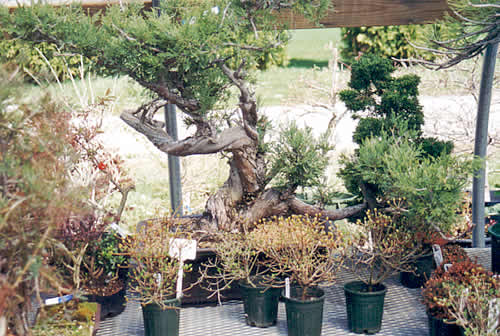 Some rough stock gems