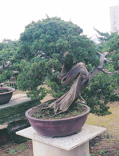 the material for this article