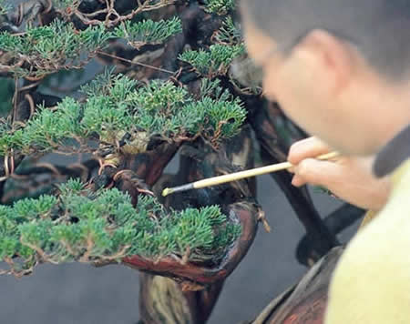 applying lime sulfur