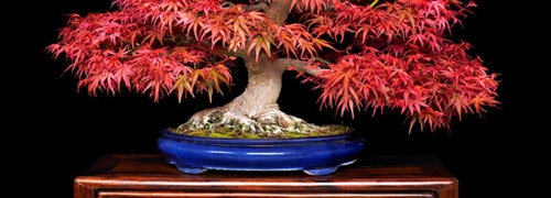 Classical Bonsai Art cover