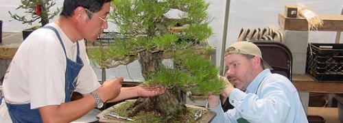 working on a black pine