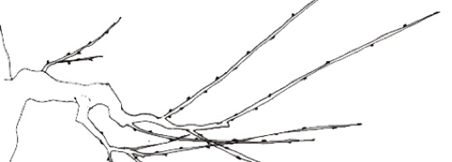 illustratio of an elm branch