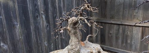 a trident maple styled