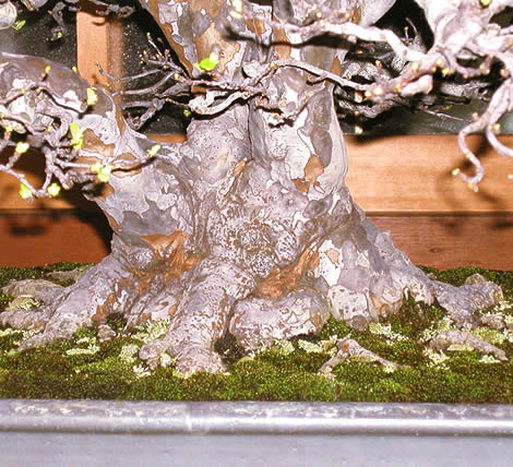 The beautiful base of a Chinese quince