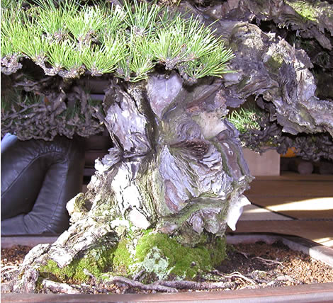 Ancient pine bark formation